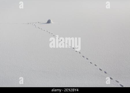 Impronte nella neve che portano ad un oggetto coperto di neve. Con tracce di un animale sconosciuto. Foto Stock