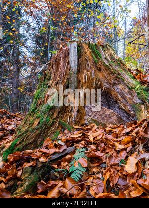 Vecchio moncone marcio spruzzato con foglie cadute multicolore in un autunno fitta foresta e muffa verde Foto Stock