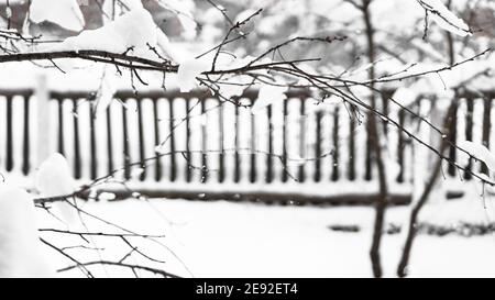 Rami di giovane mela sotto la neve in sole mattina gelata, recinzione sullo sfondo Foto Stock