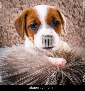 Carino divertente Jack Russell Terrier cane cucciolo sta giocando pelliccia Foto Stock