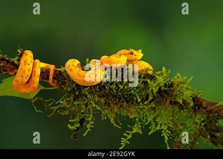 Palma palma palmo palmo Pitviper, Bothriechis schlegeli, sul ramo verde della mussina. Bel serpente giallo in habitat verde. Foto Stock