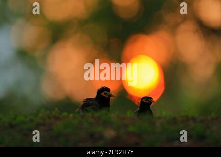 Serata in erba con Myna comune, Acristheres tristis melanostermus, uccelli dallo Sri Lanka. Foto Stock