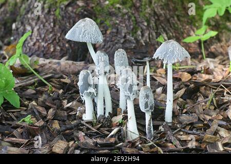 Coprinopsis lagopus, chiamato anche Coprinus lagopus, comunemente noto come fungo a piedi nudi o impacco piede di lepre, fungo selvatico dalla Finlandia Foto Stock