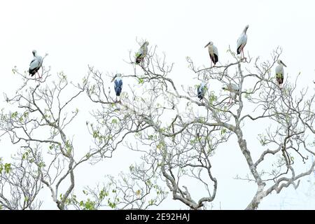 Cicogne asiatiche a becco aperto, oscitani di Anastomus, colonia sull'albero. Gregge di grandi uccelli provenienti dall'Asia. Foto Stock