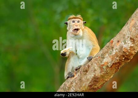 Macaca sinica, Toque macaque, scimmia con sole serale, seduta sul ramo dell'albero zhe. Macaco in habitat naturale, Wilpattu NP, Sri Lanka. Scena faunistica f Foto Stock