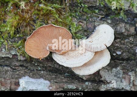 Panellus stipticus, comunemente noto come ostrica amara, panus astringente o panello luminescente, fungo selvatico dalla Finlandia Foto Stock