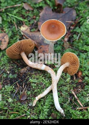 Cortinarius parvannulatus, un fungo di webcap dalla Finlandia senza nome inglese comune Foto Stock