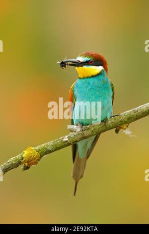 European Bee-Eater, Merops apiaster, bellissimo uccello seduto sul ramo con libellula nel conto. Scena di uccelli d'azione nell'habitat naturale, Ungheria Foto Stock