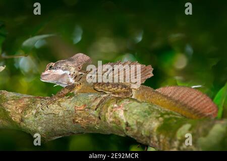 Basilisco marrone, Basiliscus vittatus, nell'habitat naturale. Bel ritratto di lucertola rara dal Costa Rica. Animale da parte tropicale del centro am Foto Stock