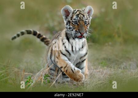 Giovane tigre tiberiana in erba che corre sul prato. Azione fauna selvatica scena invernale con animale pericoloso. Inverno freddo in tajga, Russia. Cute cucciolo tigre. Foto Stock