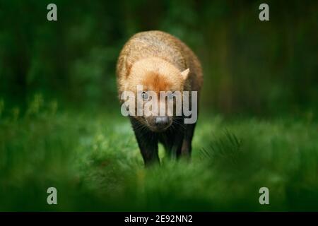 Marrone cane Bush selvaggio, Speothos venaticus, dalla foresta tropicale in Perù. Foto Stock