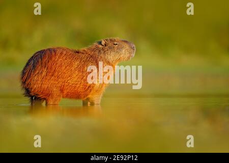 Capybara, Hydrochoerus hydrochaeris, in acqua con luce serale durante il tramonto. Foto Stock