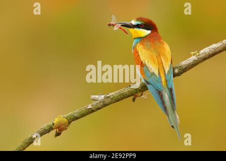 European Bee-Eater, Merops apiaster, bellissimo uccello seduto sul ramo con libellula nel conto. Scena d'azione nell'habitat naturale, Ungheria. Foto Stock