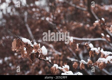 Closeup di foglie innevate. Foto Stock