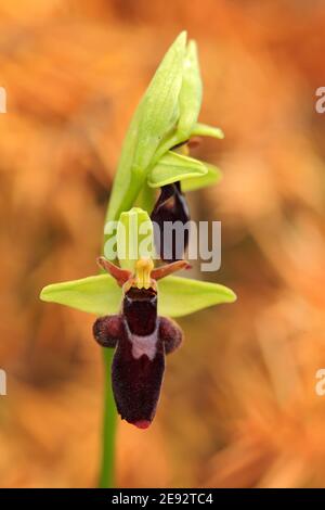 Ophrys holoserica subsp, Holubyana, Ophrys insettifera, Fly Orchidea, fioritura europea terrestre orchidea selvaggia in habitat naturale, particolare di fioritura con Foto Stock