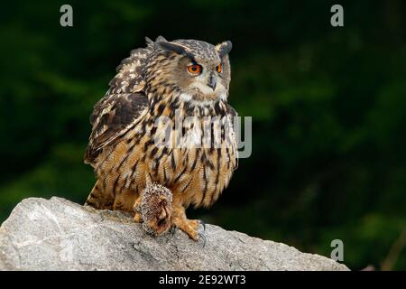 Grande gufo dell'aquila eurasiatica con riccio ucciso in taloni, seduto sulla pietra. Foto Stock