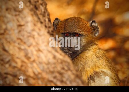 Chacma baboon, Papio hamadryas ursinus, ritratto di scimmia nell'habitat naturale, Cascate Vittoria, fiume Zambesi, Zimbabwe. Scena della fauna selvatica dalla natura. Foto Stock