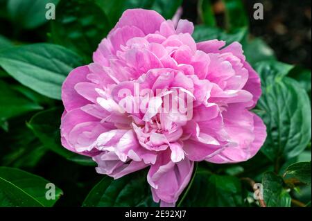 Peony pink Parfait (Paeonia lactiflora) una pianta fiorente estiva primaverile con fiore rosa all'inizio dell'estate comunemente noto come Peony cinese, foto d'inventario Foto Stock