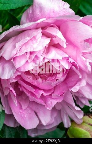 Peony pink Parfait (Paeonia lactiflora) una pianta fiorente estiva primaverile con fiore rosa all'inizio dell'estate comunemente noto come Peony cinese, foto d'inventario Foto Stock