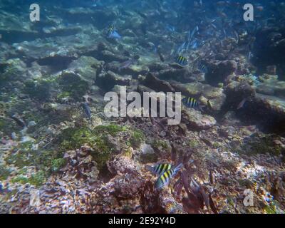 Snorkeling nella riserva naturale di Rosario, Mar dei Caraibi, Colombia Foto Stock