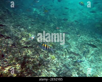 Snorkeling nella riserva naturale di Rosario, Mar dei Caraibi, Colombia Foto Stock