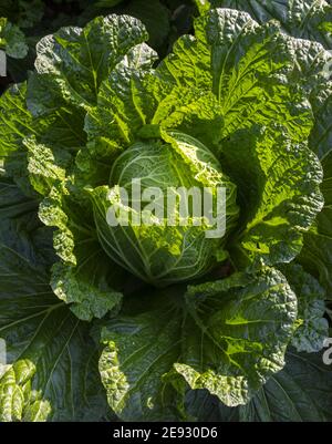 In Cina collina agricoltori in henan occidentale modo tradizionale di piantando vegetale all'aperto Foto Stock