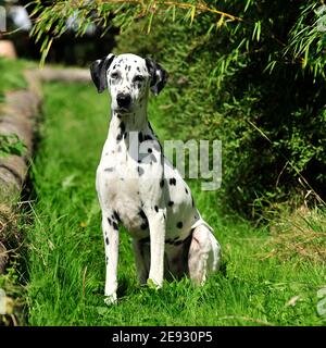 Cane dalmata Foto Stock