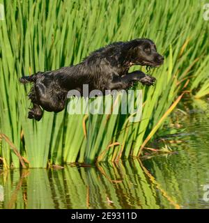 Inglese Cocker Spaniel cane che salgono in uno stagno Foto Stock