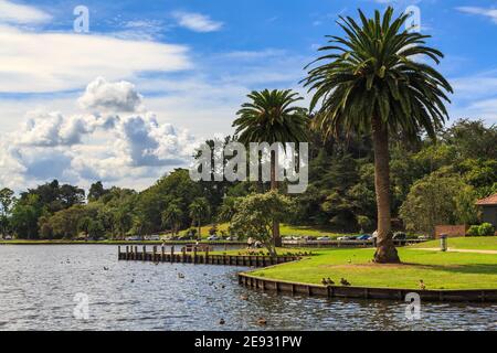 Hamilton Lake Domain, un parco a Hamilton, Nuova Zelanda. Le palme di Phoenix crescono accanto al lago Hamilton (lago Rotoroa) Foto Stock