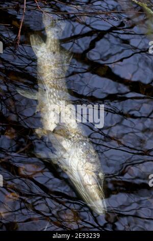 Pike (Esox lucius) morto Foto Stock