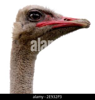 Struzzo comune (Struthio camelus) Grandi uccelli senza luce nativi grandi aree dell'Africa Foto Stock