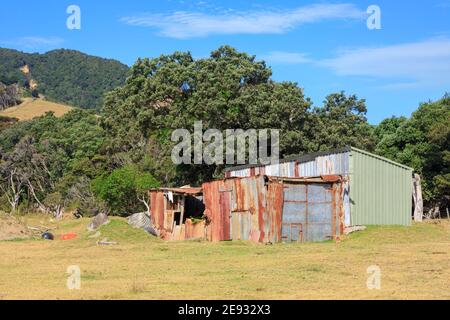 Due fienili di metallo, uno moderno, uno vecchio e collassante, fianco a fianco su una fattoria nella penisola di Coromandel, Nuova Zelanda Foto Stock