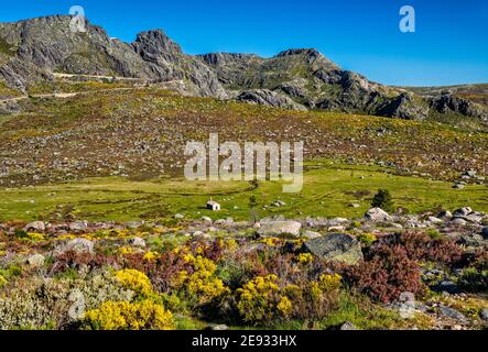 Arbusti di scopa spagnole in fiore, piccola cappella, altopiano di nave de Santo Antonio, massiccio del Cantaros, Parco Naturale Serra da Estrela, regione Centro, Portogallo Foto Stock