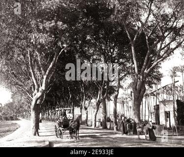Foto della fine del 19 ° secolo - Street View, il Cairo, strada per le piramidi, pony e trappola. Foto Stock