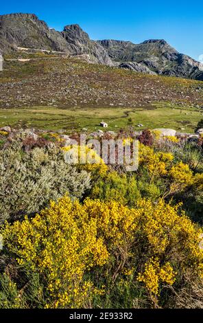 Arbusti di scopa spagnole in fiore, piccola cappella, altopiano di nave de Santo Antonio, massiccio del Cantaros, Parco Naturale Serra da Estrela, regione Centro, Portogallo Foto Stock