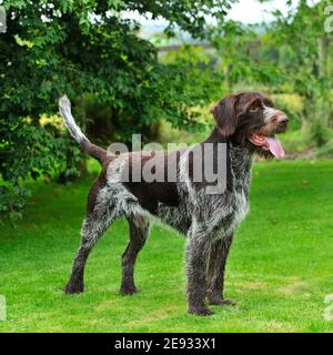 German wirehaired puntatore Foto Stock