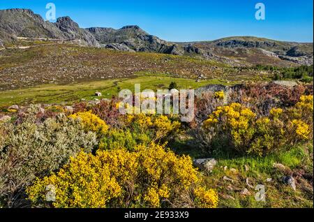 Arbusti di scopa spagnole in fiore, piccola cappella, altopiano di nave de Santo Antonio, massiccio del Cantaros, Parco Naturale Serra da Estrela, regione Centro, Portogallo Foto Stock