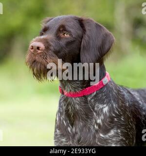 German wirehaired puntatore Foto Stock