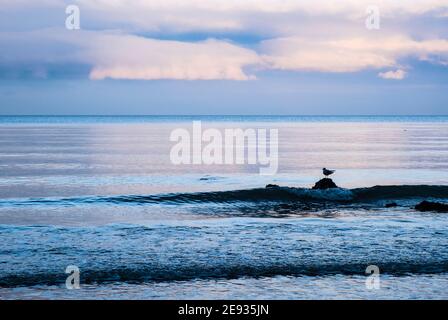 Un solo Herring Gull in piedi su una roccia in mare calmo con piccole onde che lambono sul mare in luce invernale. Isola di Bennlech di Anglesey Wales UK Foto Stock