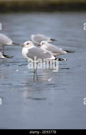 Gabbiano comune (Larus canus) Foto Stock