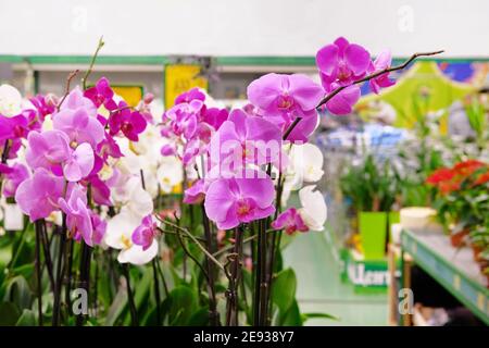 Orchidee viola e bianche e altre piante da casa in piccoli vasi in negozio di giardino. Varie orchidee vendute in negozio. Foto Stock