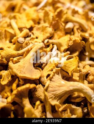 Molti funghi chanterelle nella cucina di un ristorante Foto Stock