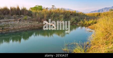 Fiume Babai, Parco Nazionale reale di Bardia, Parco Nazionale di Bardiya, Nepal, Asia Foto Stock