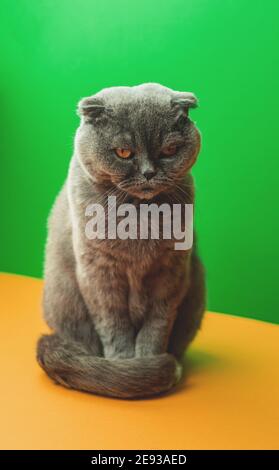 Ritratto creativo e mozzafiato di Cat studio in una riproduzione fold scozzese a crescita completa, su uno sfondo a due tonalità Foto Stock