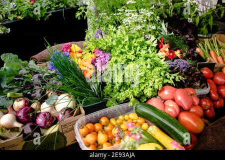 Verdure assortite direttamente dalla fattoria al ristorante Foto Stock