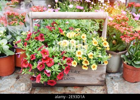 fiori di petunia colorati appesi in giardino Foto Stock