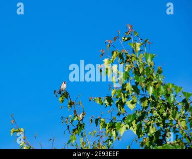 Goldfinch arroccato in un albero di uccello Foto Stock