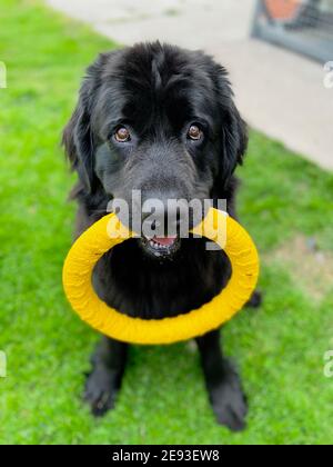 Purebread terranova cane nero seduto in giù tiene un cerchio giallo giocattolo in bocca in attesa di giocare e guardare la fotocamera Foto Stock