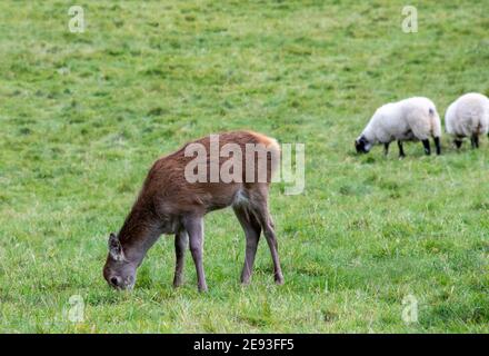 Red Deer Fawn pascolo erba in campo di pecore, Scozia Foto Stock