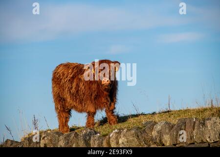 Highland vitello di vacca Foto Stock